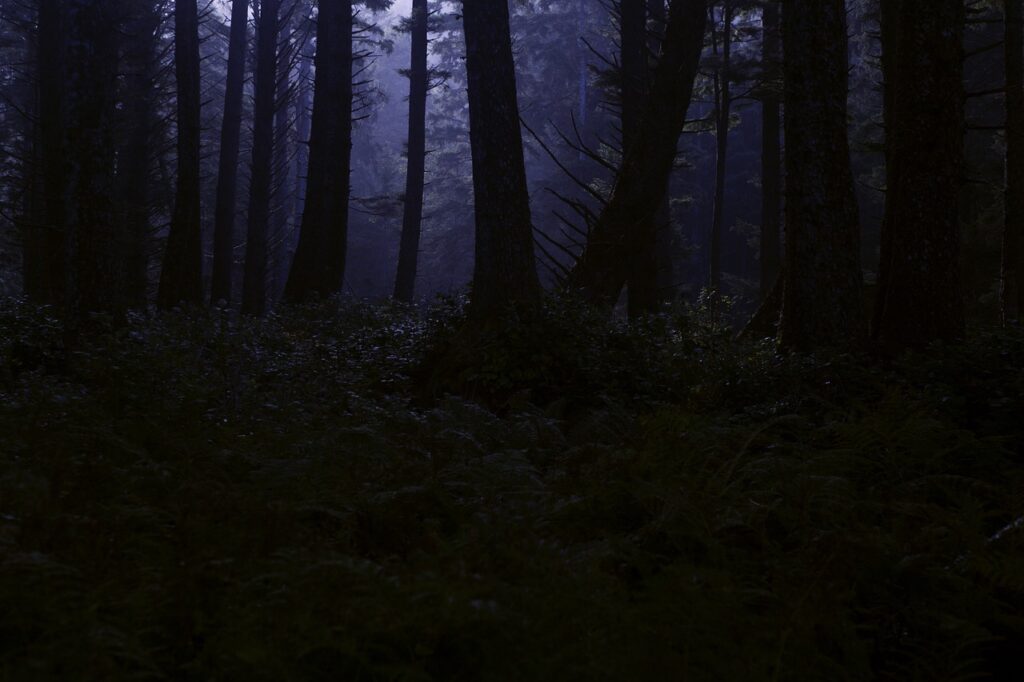 forest, wilderness, night-4395986.jpg