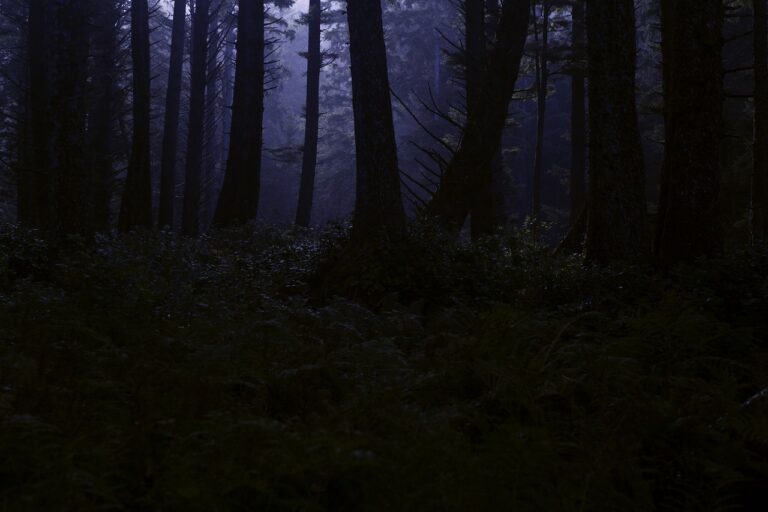 forest, wilderness, night-4395986.jpg